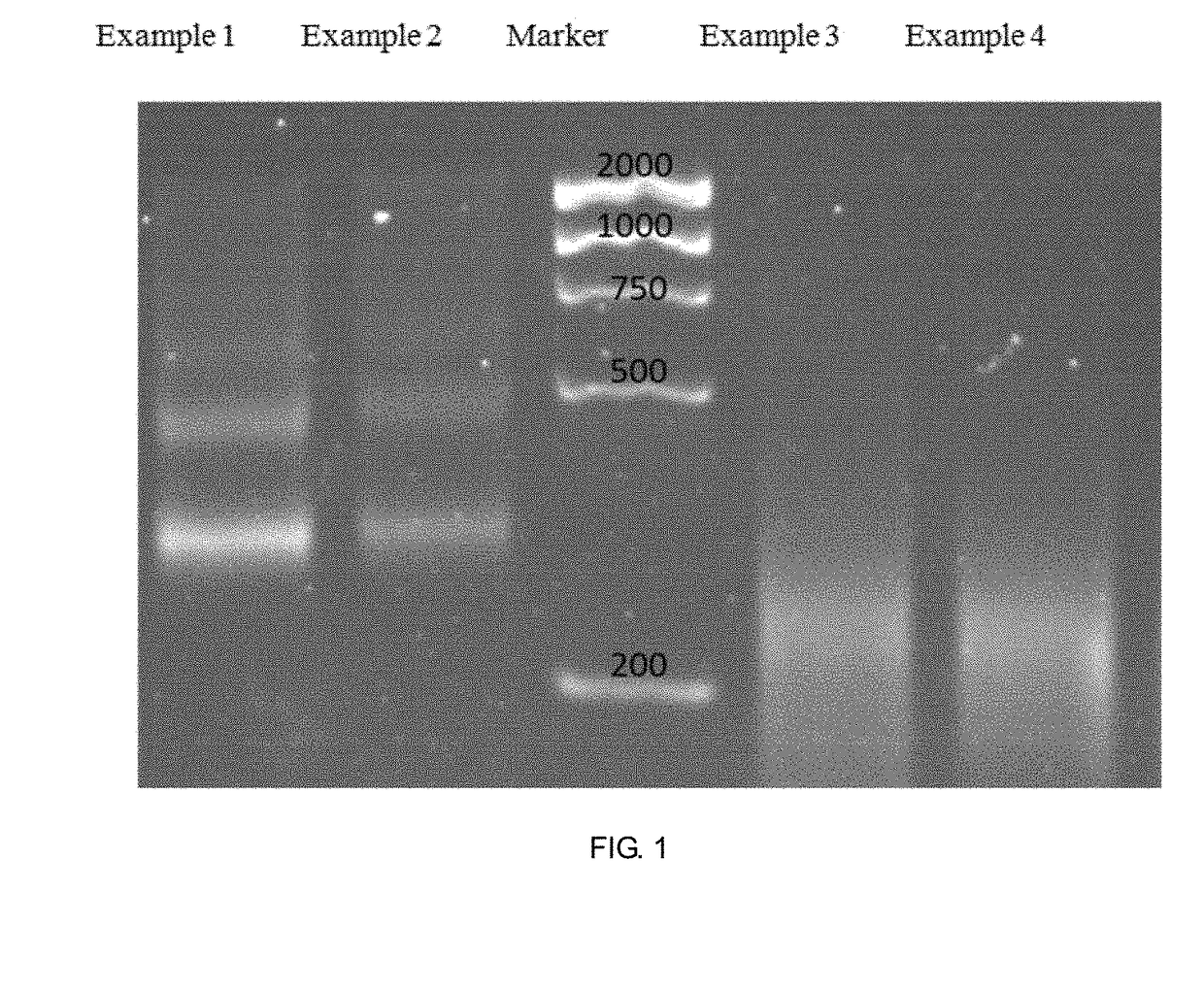 Method for genomic profiling of DNA 5-methylcytosine and 5-hydroxymethylcytosine
