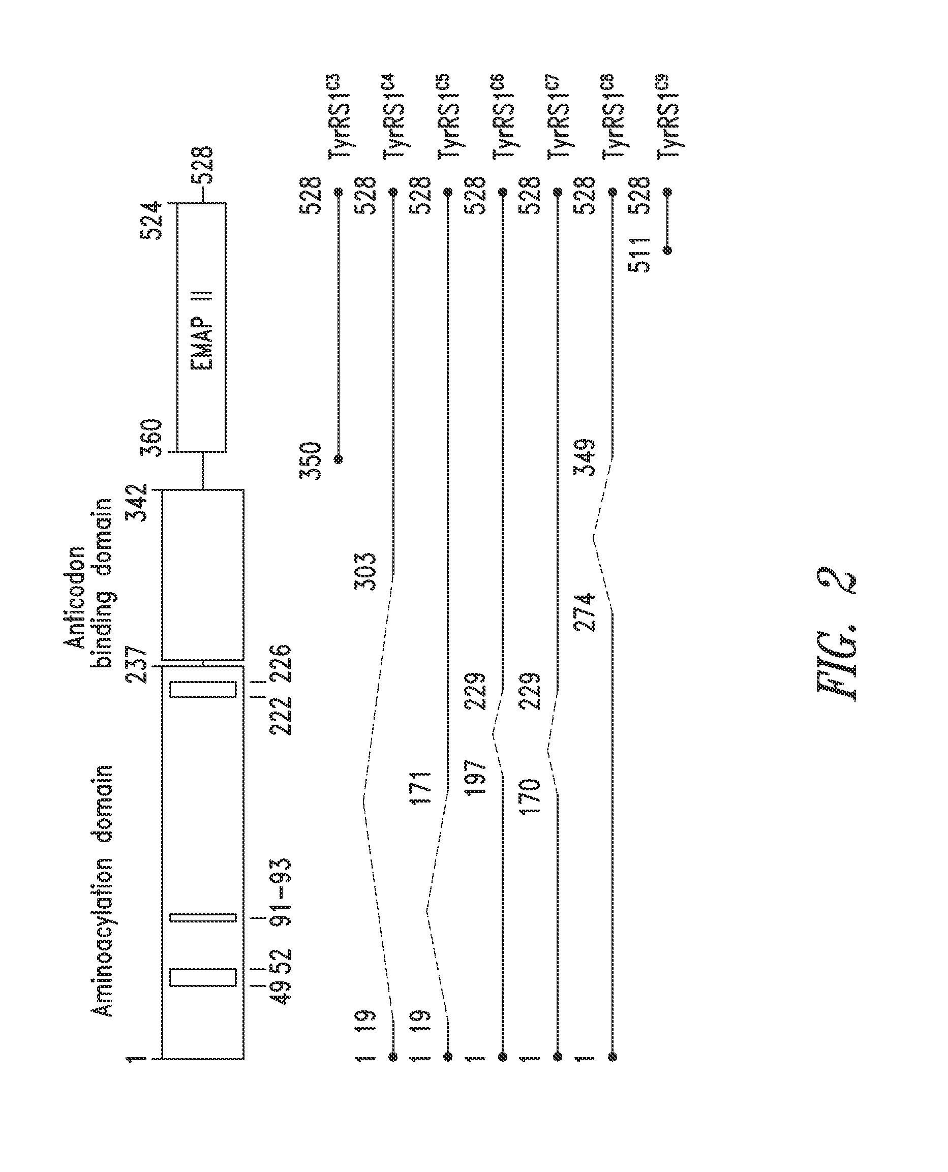 Innovative discovery of therapeutic, diagnostic, and antibody compositions related to protein fragments of tyrosyl-tRNA synthetases