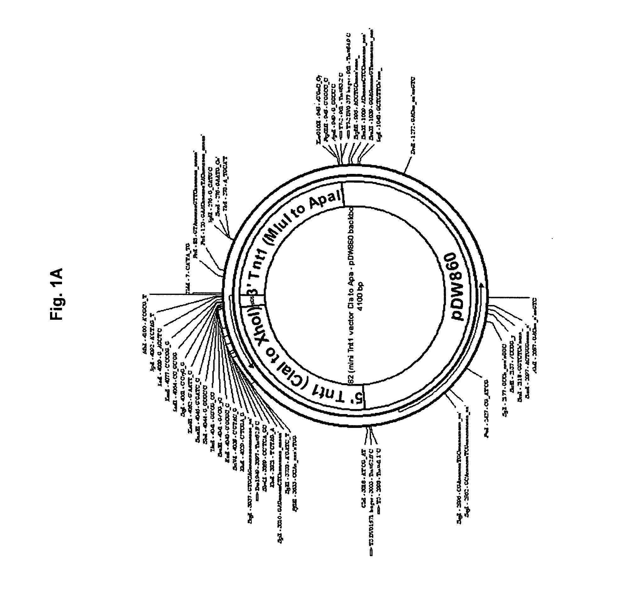 Retroelement vector system for amplification and delivery of nucleotide sequences in plants