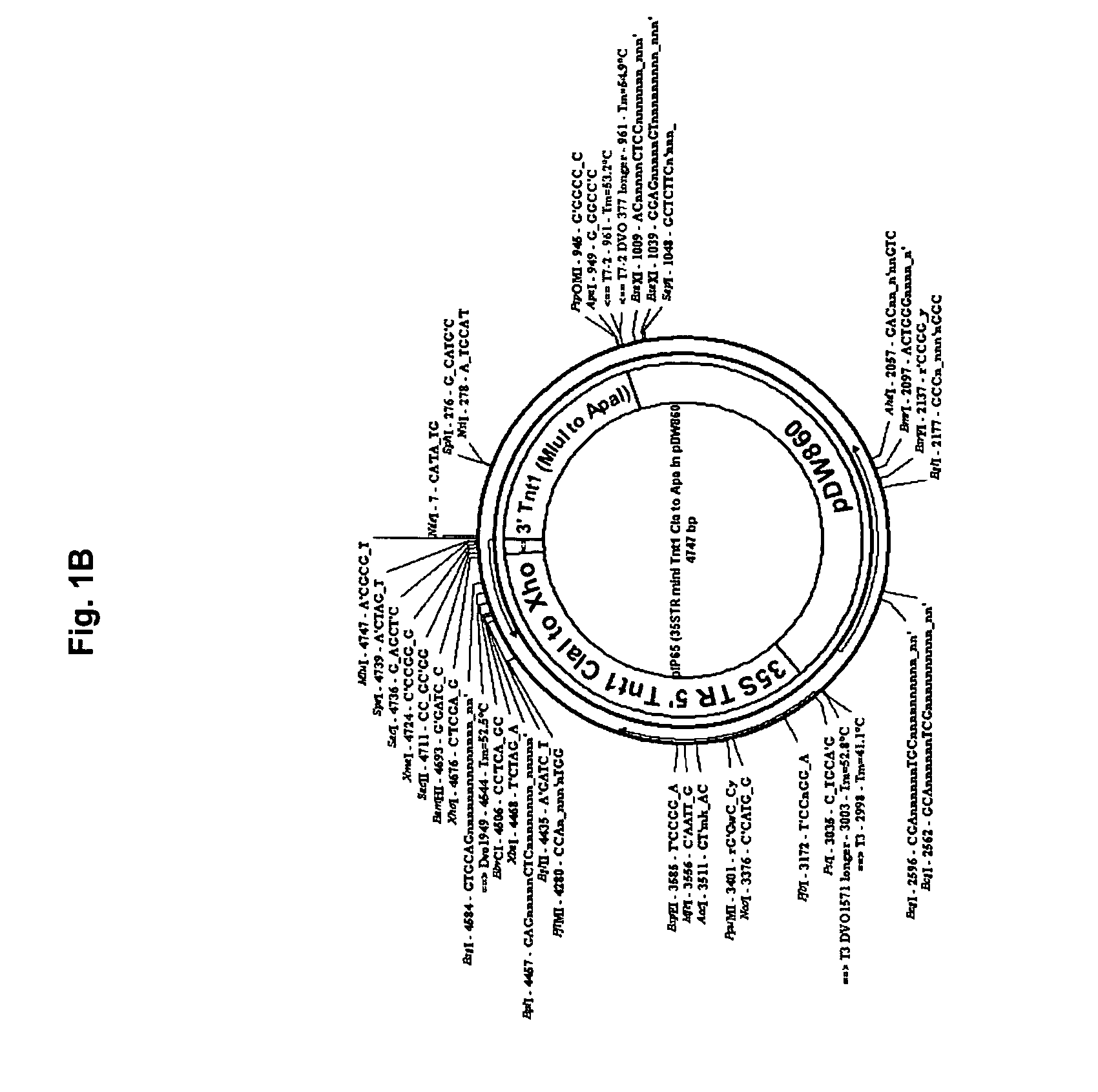Retroelement vector system for amplification and delivery of nucleotide sequences in plants