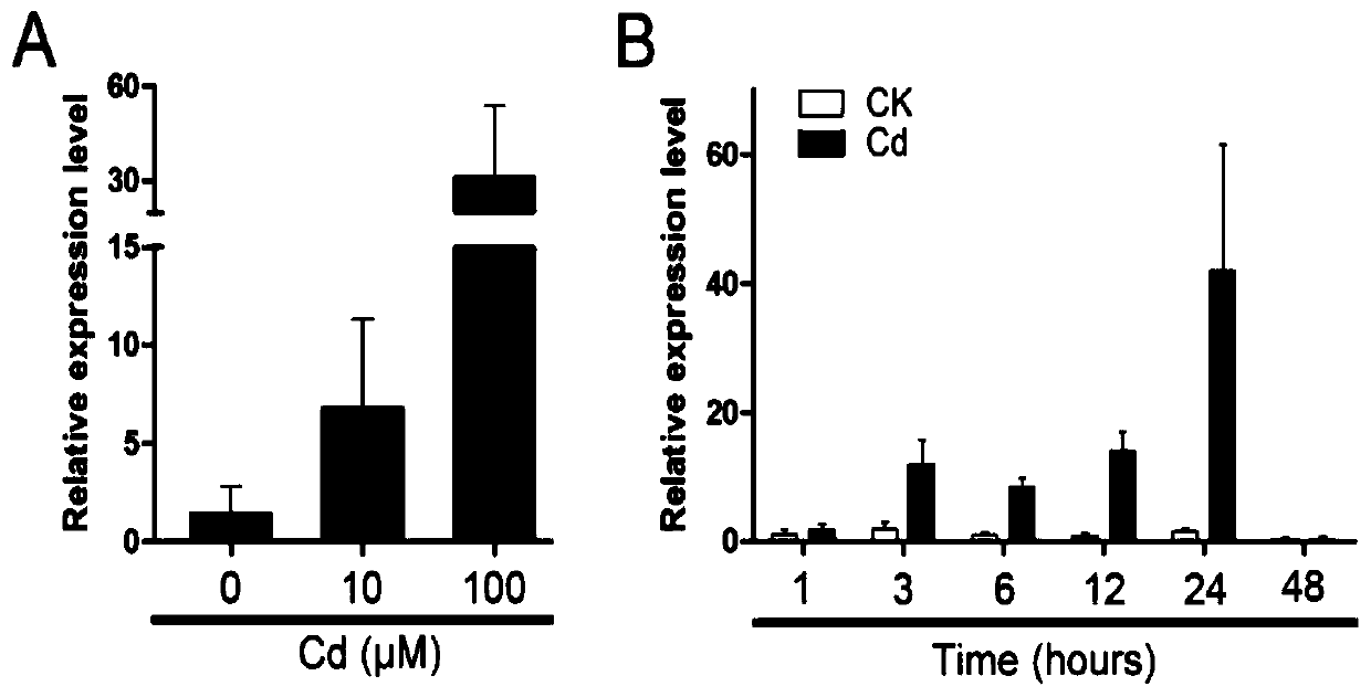 A biosensor and sensing method for visually displaying the degree of CD stress on plant roots