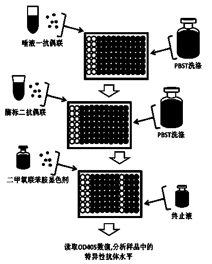 Method for detecting pseudorabies virus gE protein specific antibody in pig saliva