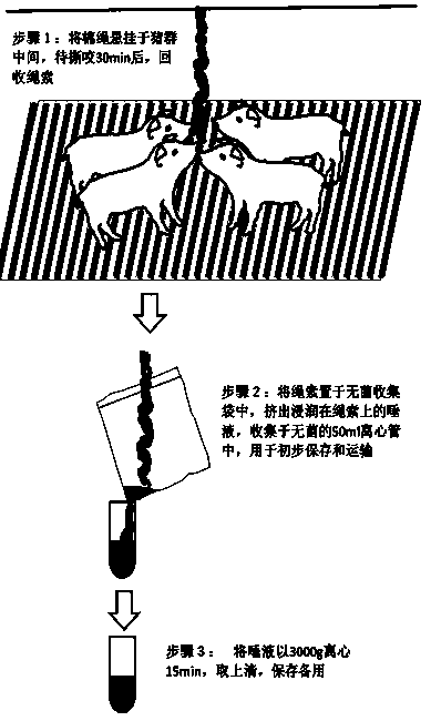 Method for detecting pseudorabies virus gE protein specific antibody in pig saliva