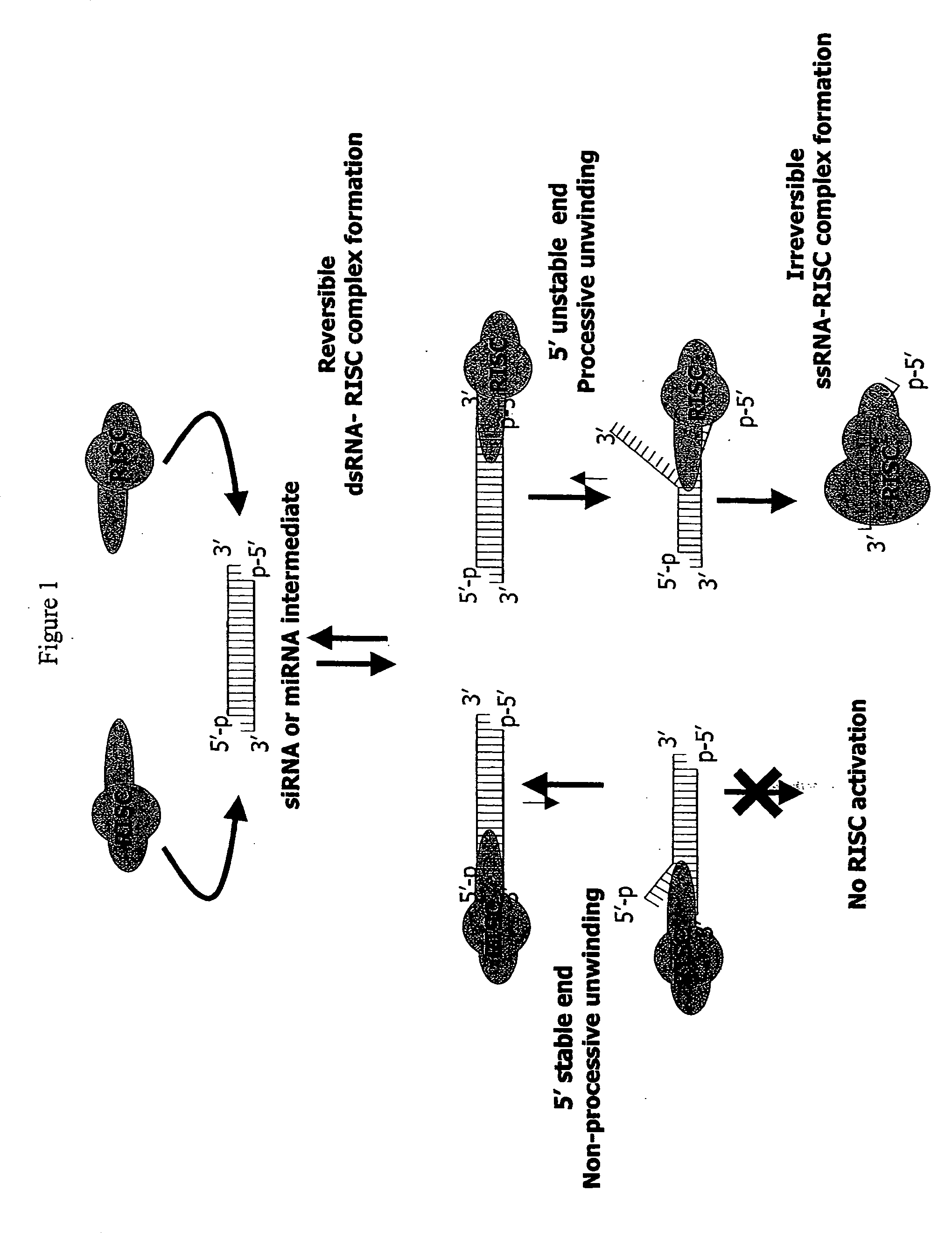 Functional and hyperfunctional siRNA directed against Bcl-2