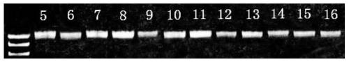 General macro bar code amplification primers for marine zooplanktons