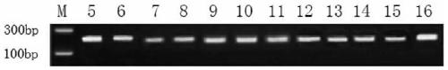 General macro bar code amplification primers for marine zooplanktons