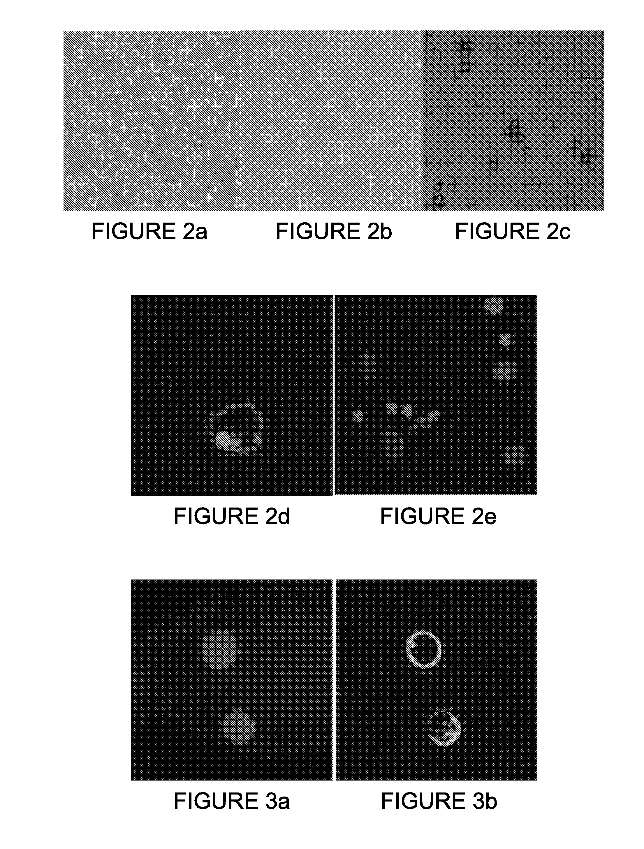 Method of obtaining circulating cancer cell populations, associated cellular compositions and methods of using same