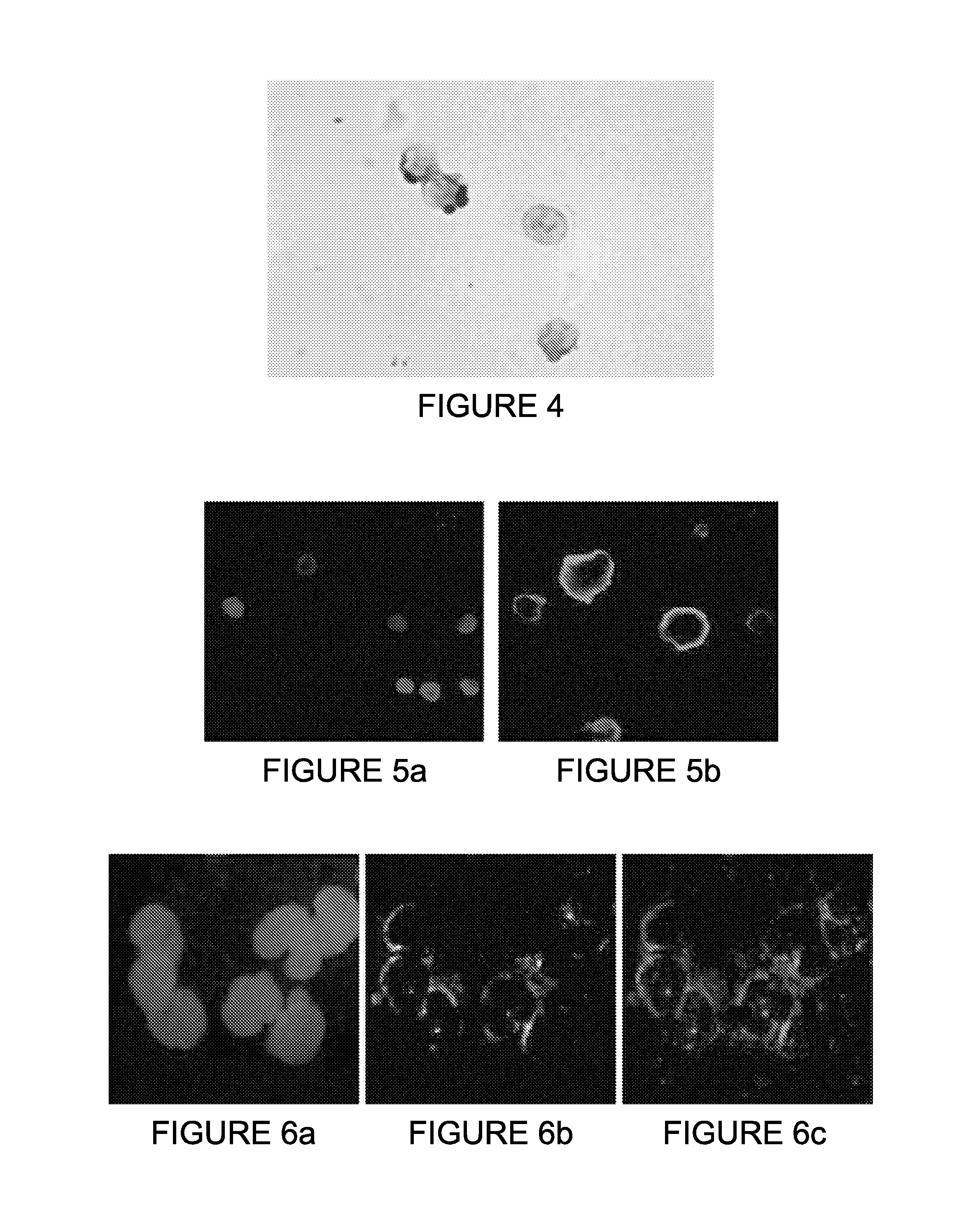 Method of obtaining circulating cancer cell populations, associated cellular compositions and methods of using same