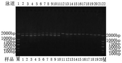 Minimally invasive rapid identification of the sex chromosome type of soft-shelled soft-shelled turtle zw PCR primer set, site, method and kit