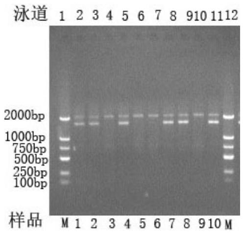 Minimally invasive rapid identification of the sex chromosome type of soft-shelled soft-shelled turtle zw PCR primer set, site, method and kit