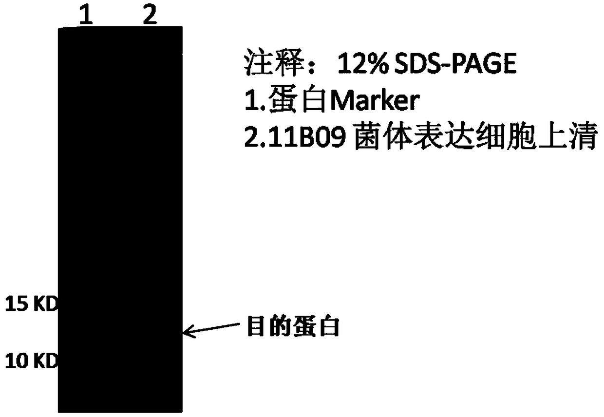 Protein sequence 11B09 and application thereof