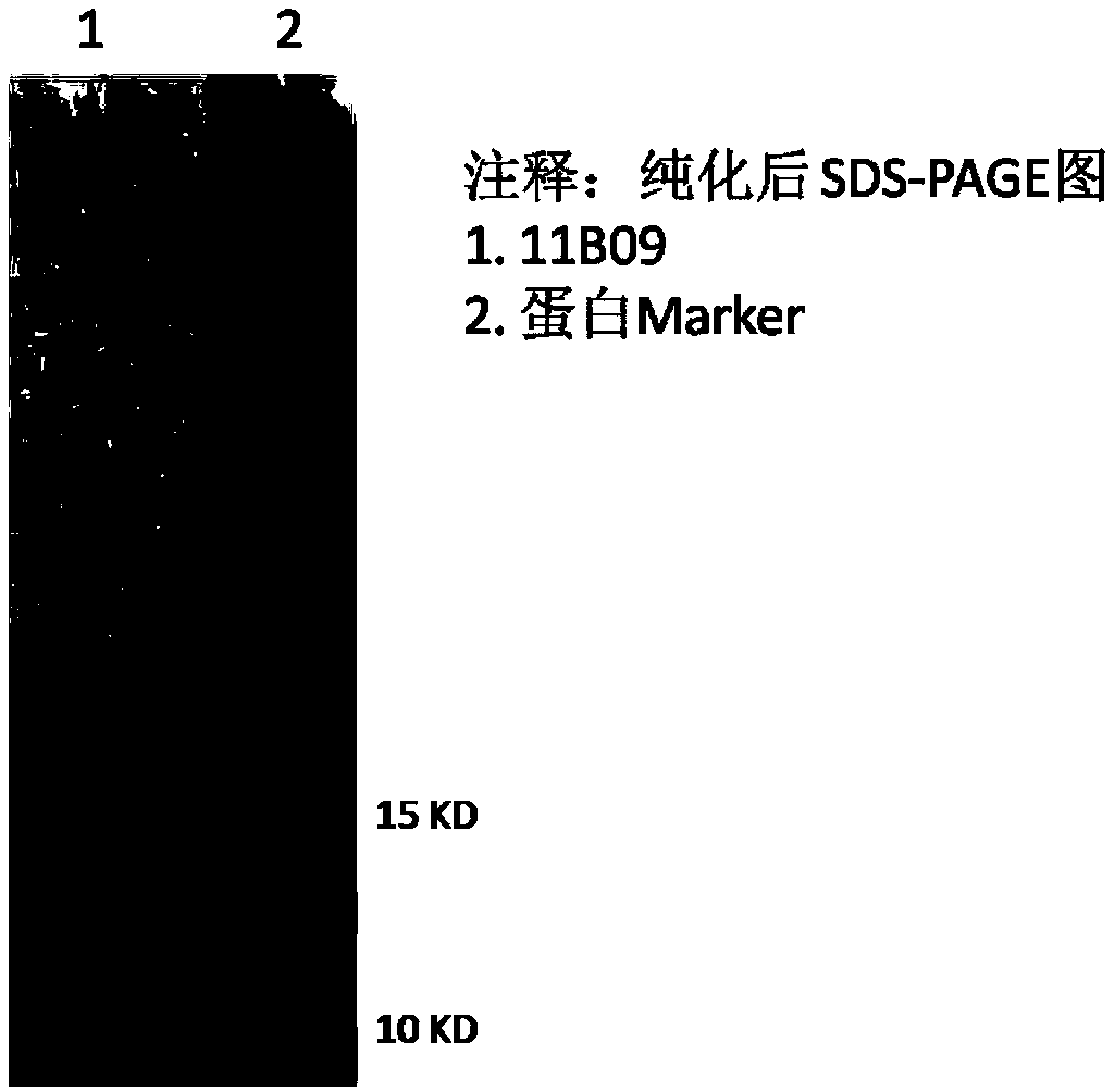 Protein sequence 11B09 and application thereof