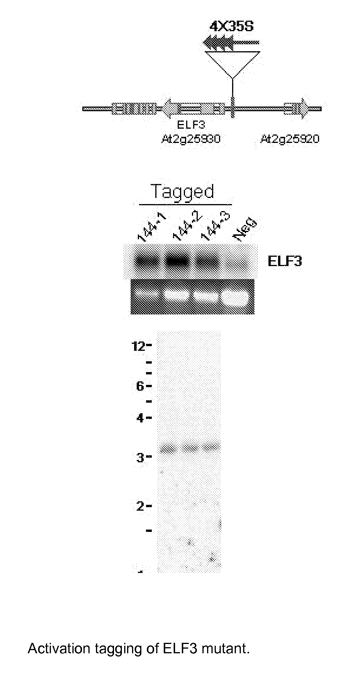 Compositions and Methods for Increasing Plant Tolerance to High Population Density