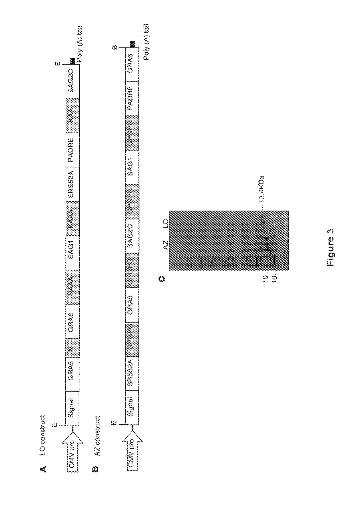 Toxoplasma gondii vaccines and their use