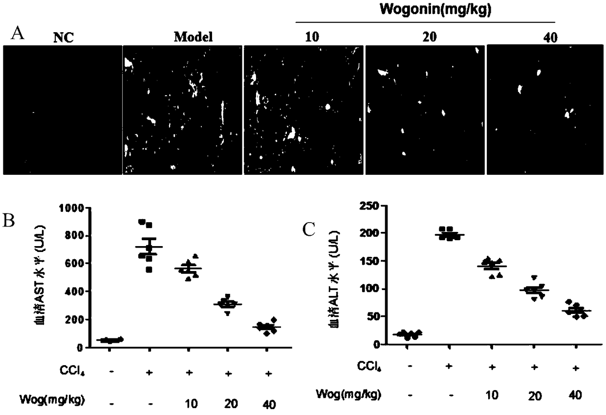 Application of wogonin in preparation of drug for treating hepatic fibrosis
