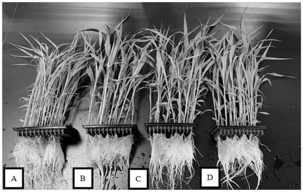 Red tassel sorghum seed initiation and backdrying method