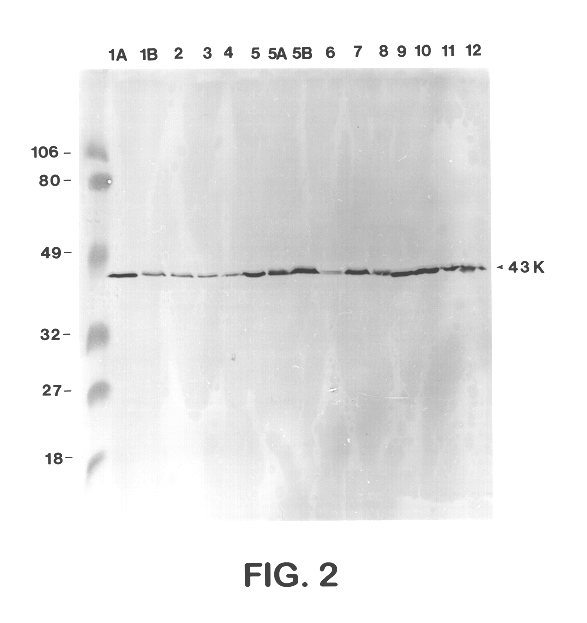 43 Kd protein vaccine and method for the production thereof