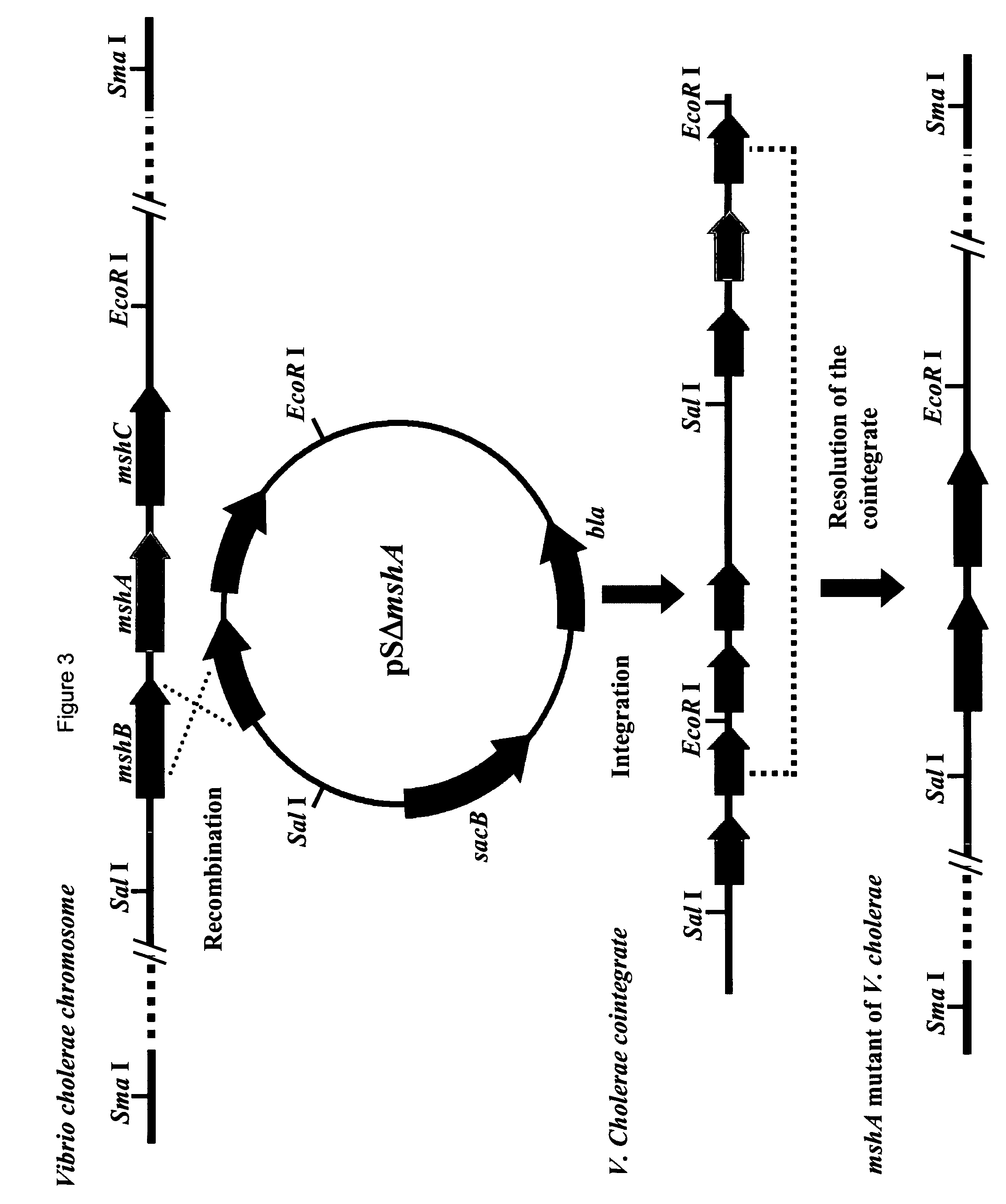 Vibrio cholerae with improved biological safety features in freeze dried form