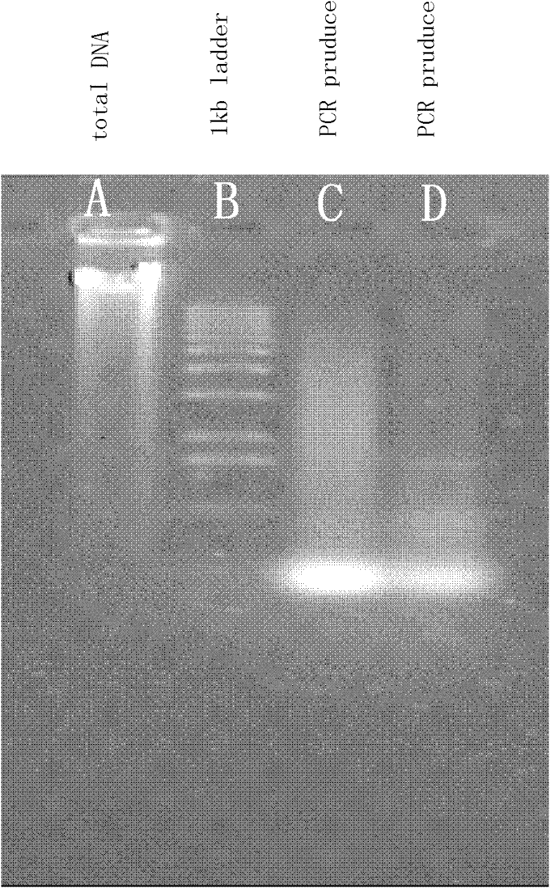 Engineering bacterium for producing Phospholipase A2 (PLA2) and applications thereof