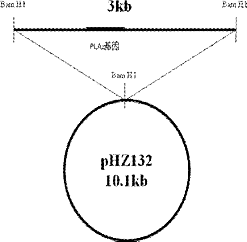 Engineering bacterium for producing Phospholipase A2 (PLA2) and applications thereof