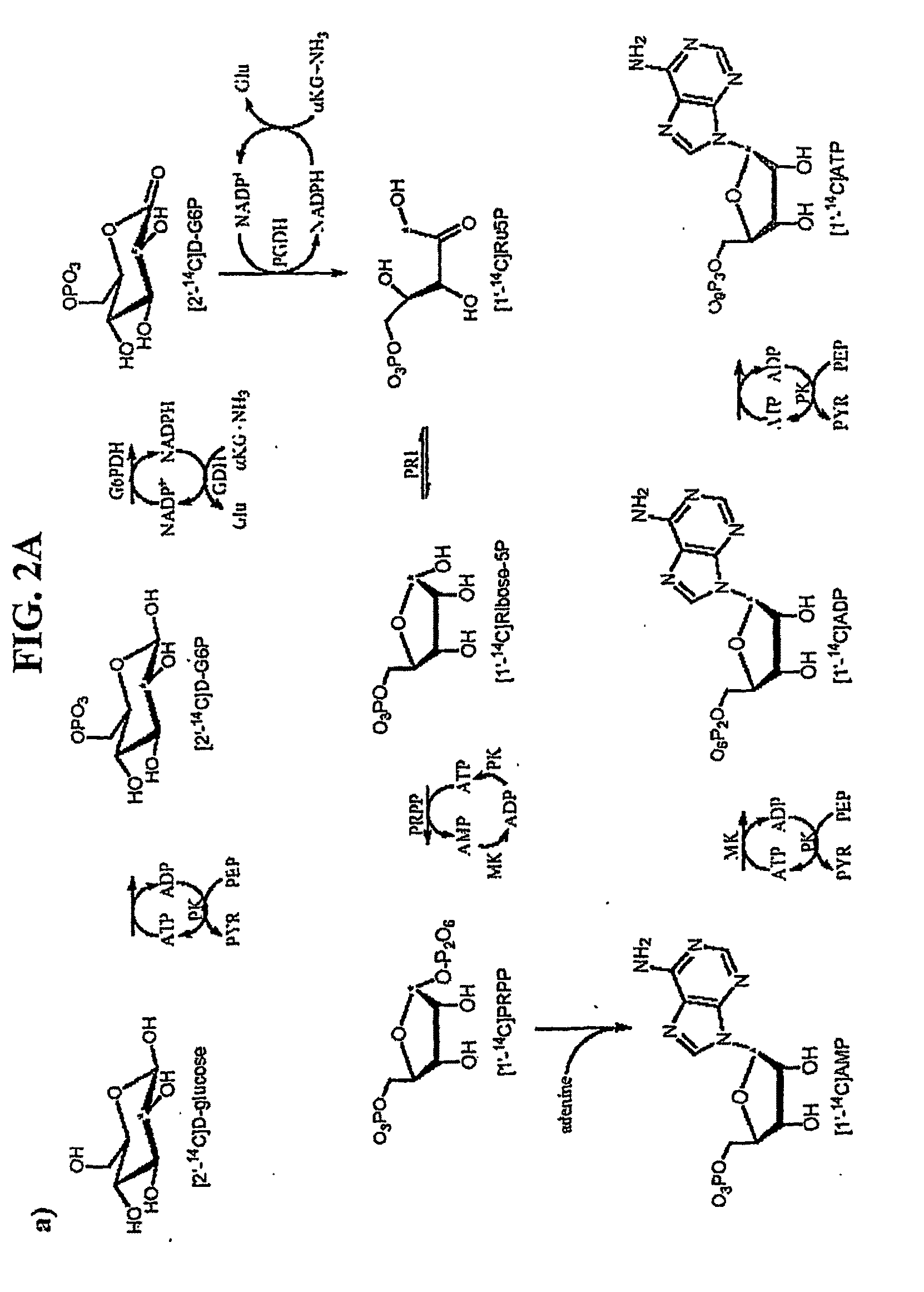 Transition state sturcture of 5'-methylthioadenosine/s-adenosylhomocysteine nucleosidases
