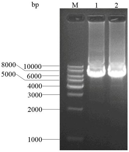 A mutant of alginate lyase and its application