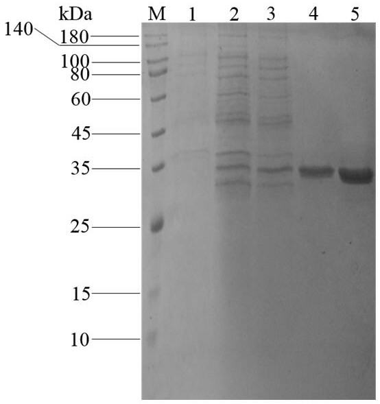 A mutant of alginate lyase and its application