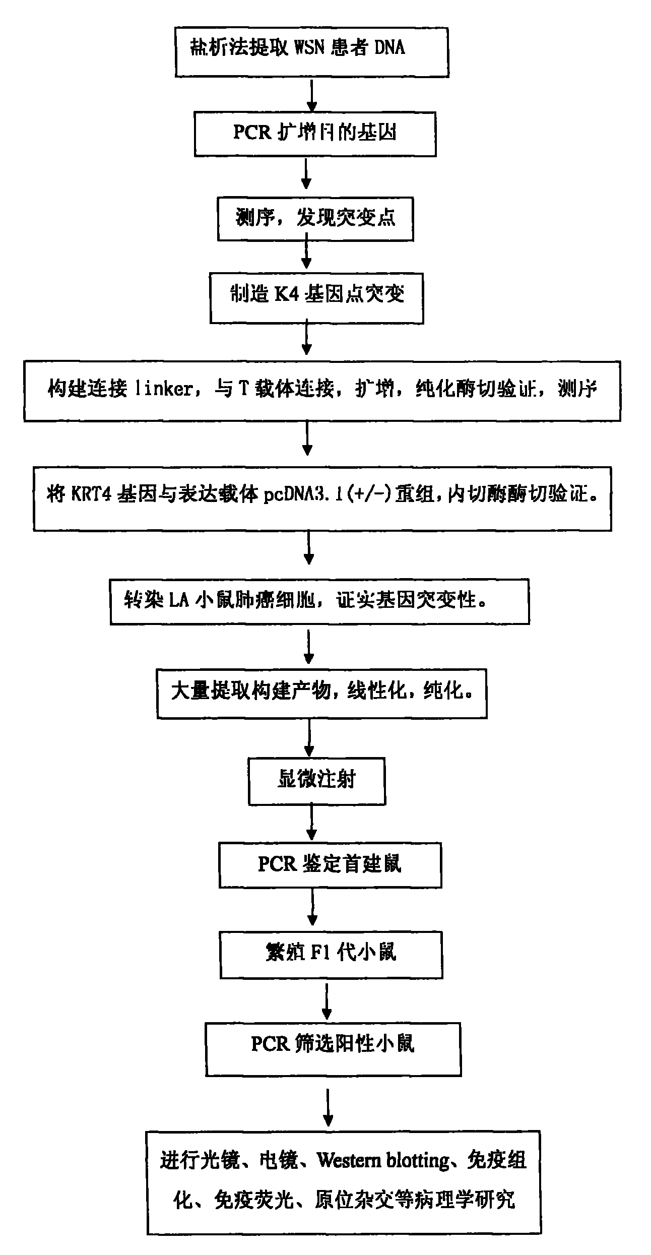 Experiment method for establishing an animal model for studying oral white sponge nevus of the Chinese