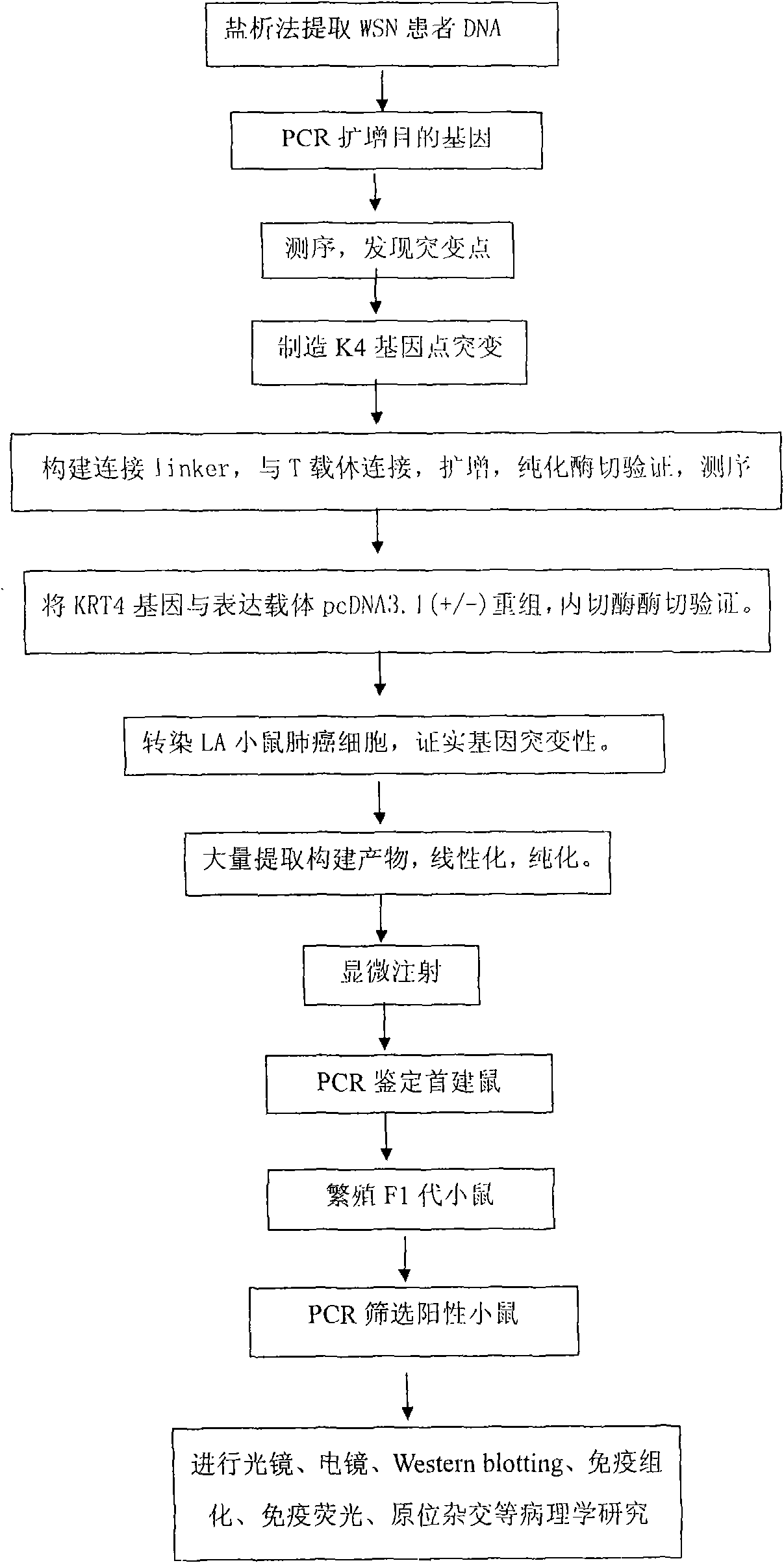 Experiment method for establishing an animal model for studying oral white sponge nevus of the Chinese