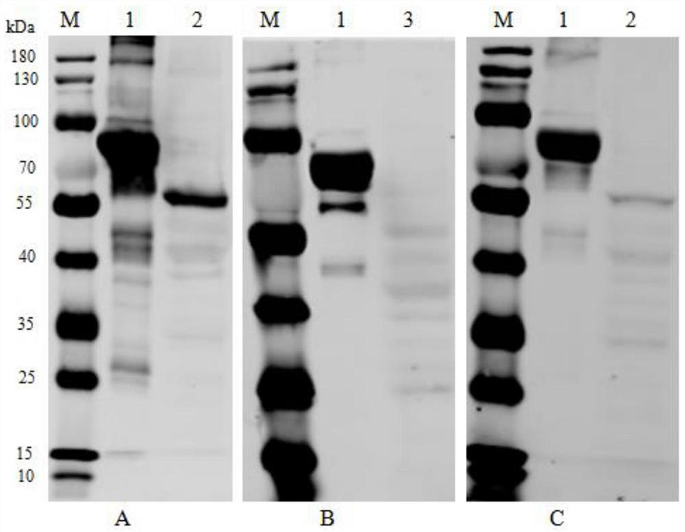 Monoclonal antibody for resisting Mycoplasma mycoide subsp.mycoides ...