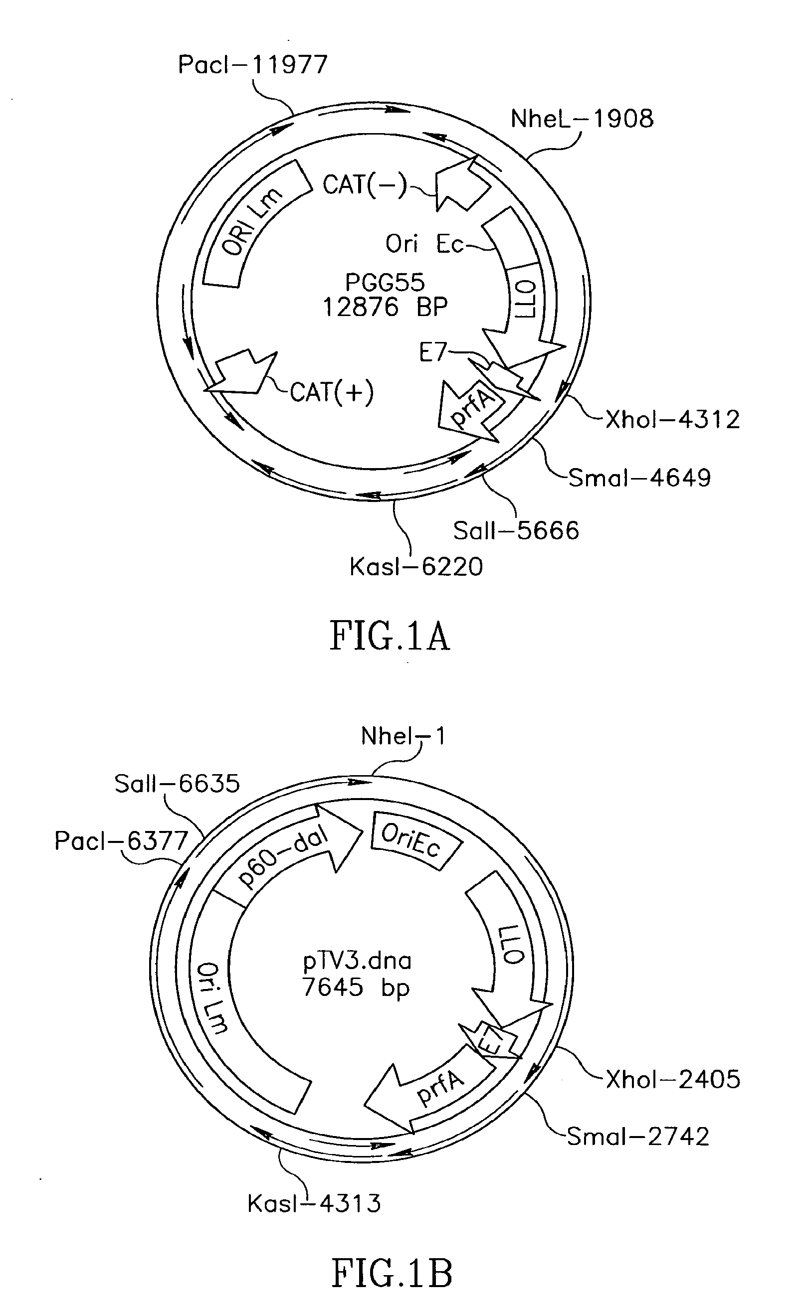 Antibiotic resistance free listeria strains and methods for constructing and using same