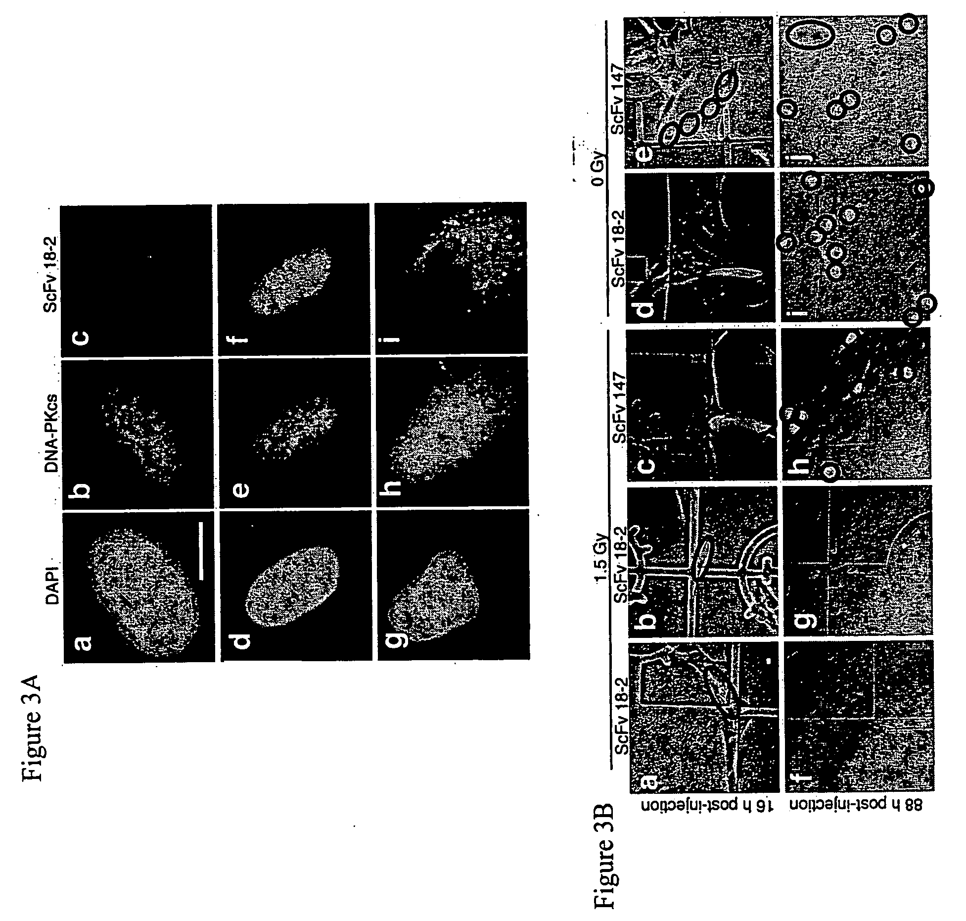 Compositions and methods for modulating DNA repair