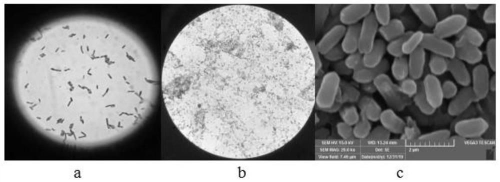 Acid-resistant bacillus velezensis DQA21 for producing acetoin and application