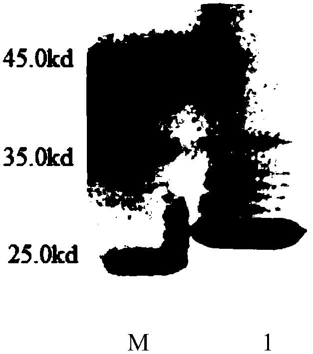 Method for promoting antiviral activity of recombined dog interferon-gamma fusion protein