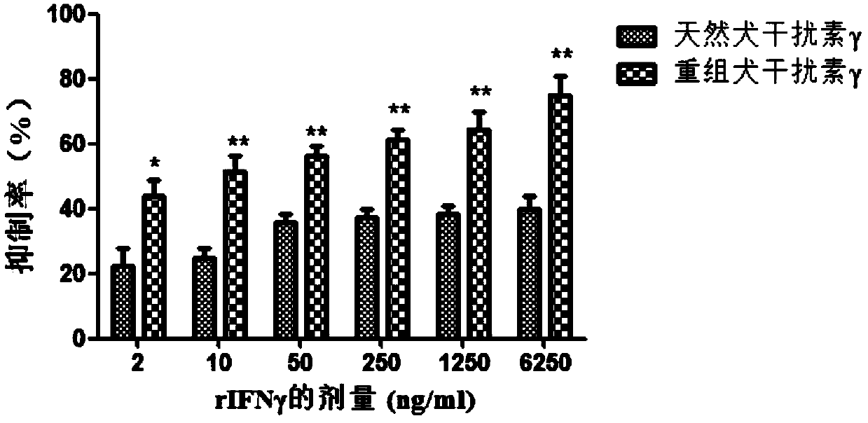 Method for promoting antiviral activity of recombined dog interferon-gamma fusion protein