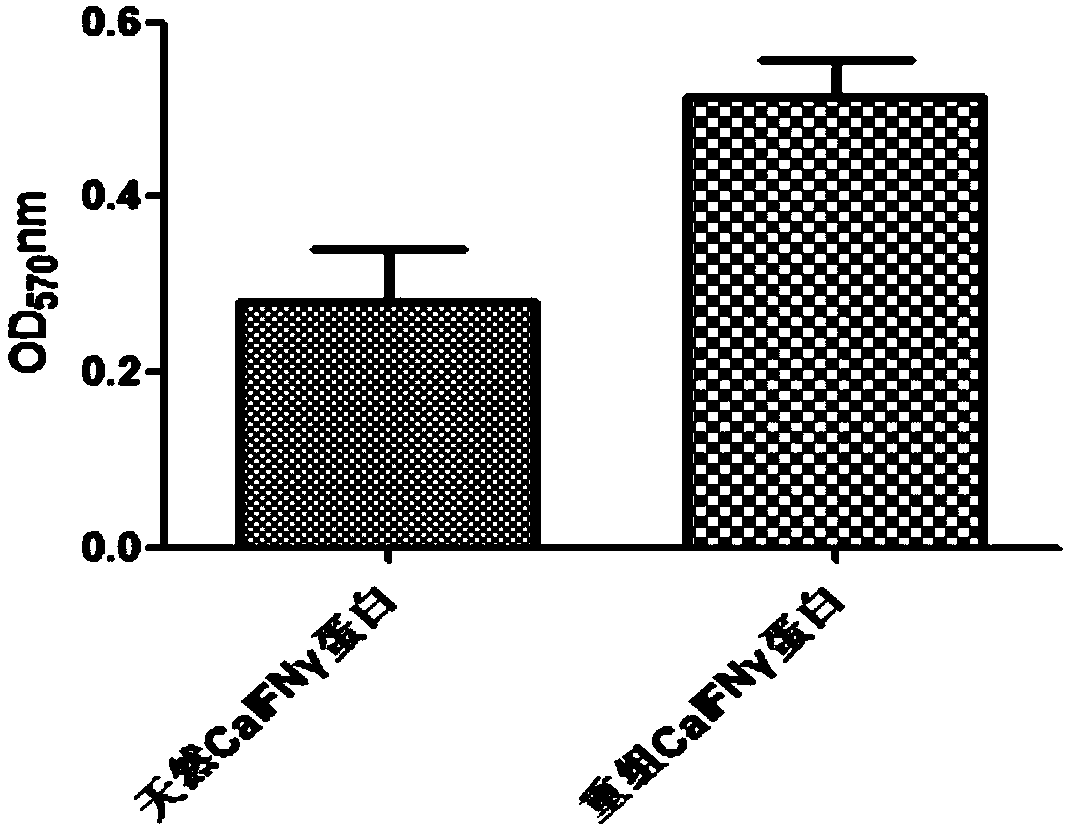 Method for promoting antiviral activity of recombined dog interferon-gamma fusion protein