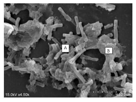 Edible and medicinal nano fungus fiber for inducing proliferation of probiotics and production method thereof