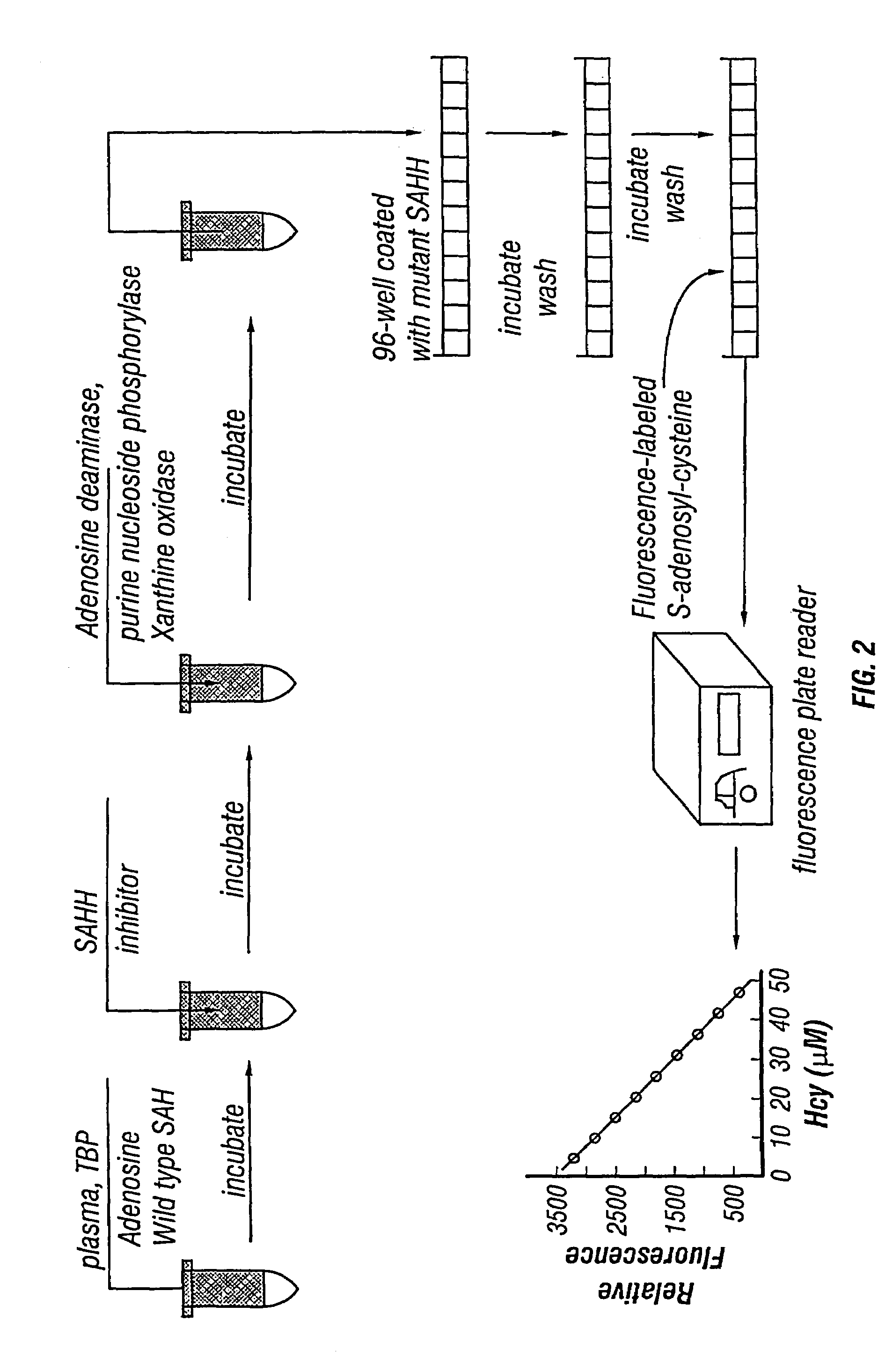 Methods for assaying homocysteine