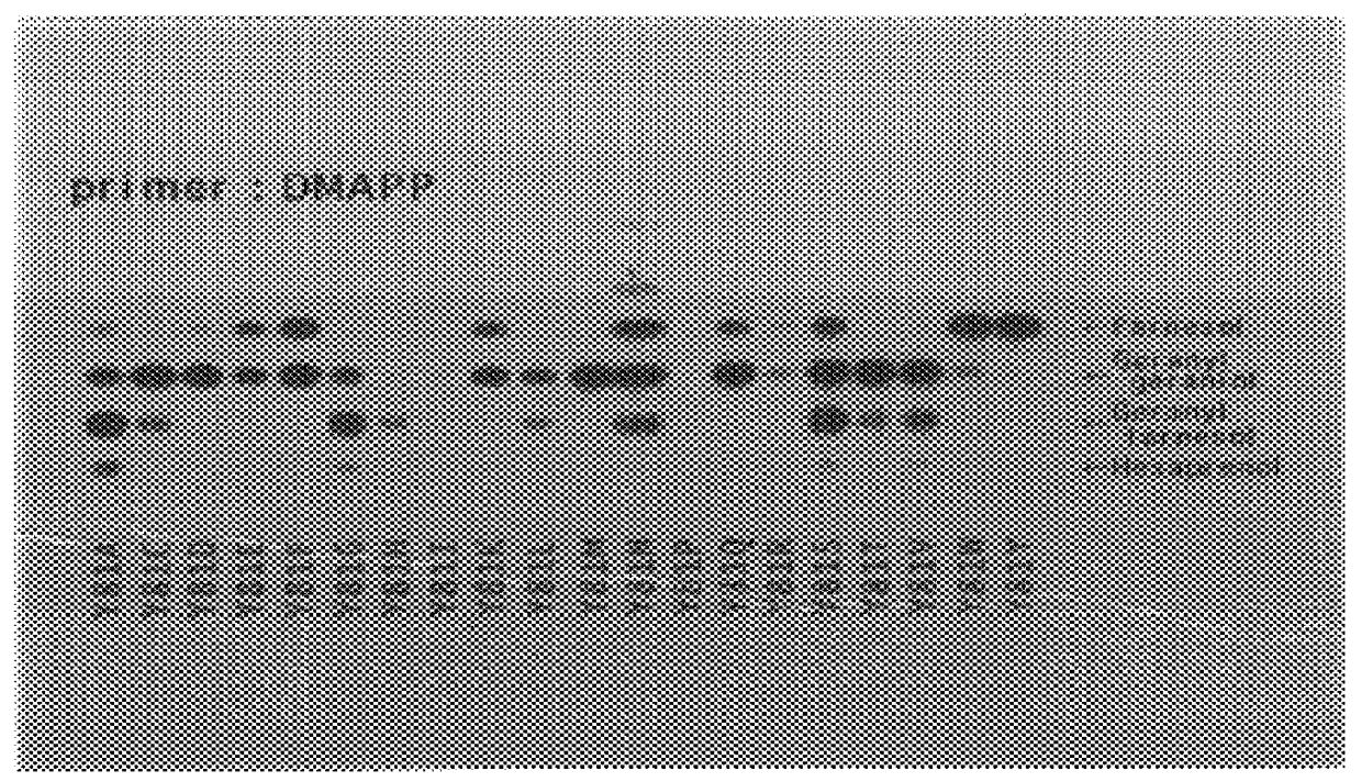 Mutant prenyl diphosphate synthase