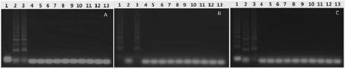 Primer and method for detecting peste des petits ruminant virus and bluetongue virus