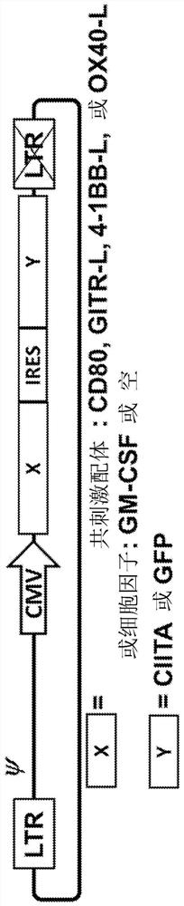 Major histocompatibility complex class ll-expressing cancer cell vaccine and methods of use for producing integrated immune responses