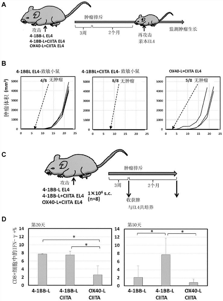 Major histocompatibility complex class ll-expressing cancer cell vaccine and methods of use for producing integrated immune responses