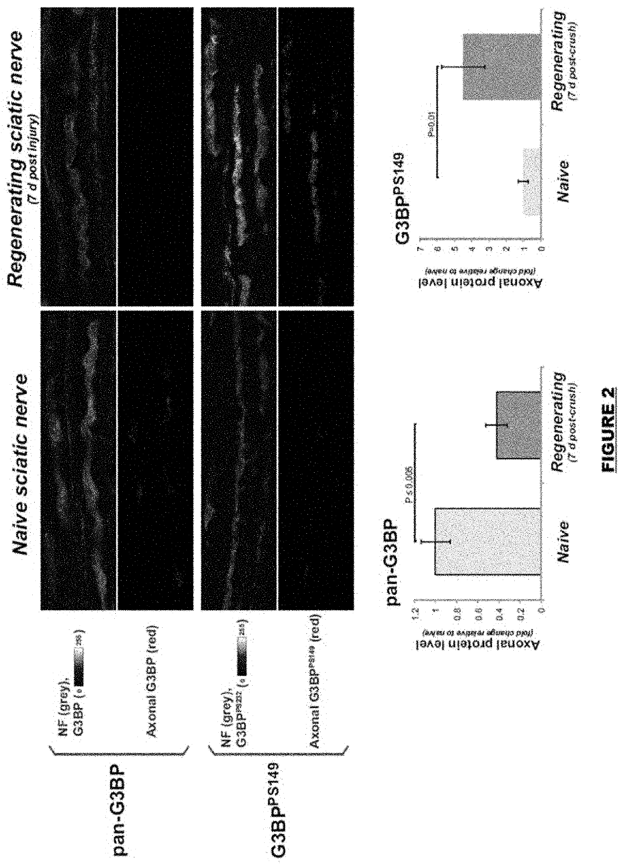 Targeting G3BP proteins to accelerate nerve regeneration