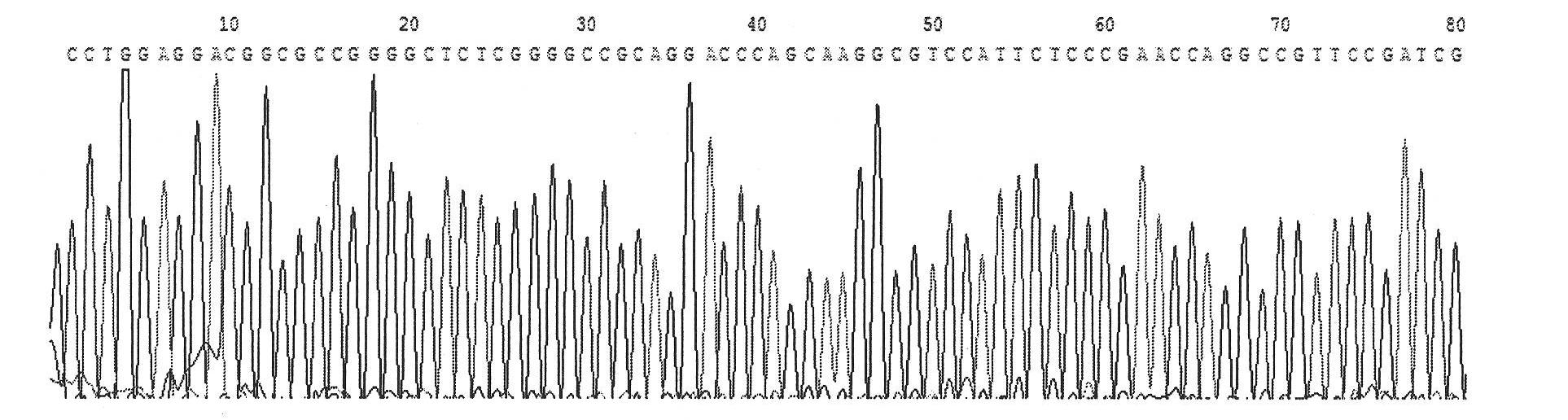 Kit for amplifying herpes simplex virus (HSV)-1 alkali nuclease gene and method for expressing HSV-1 alkali nuclease