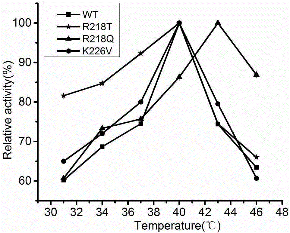 Cephalosporin C acylase mutant with higher heat stability and construction method thereof