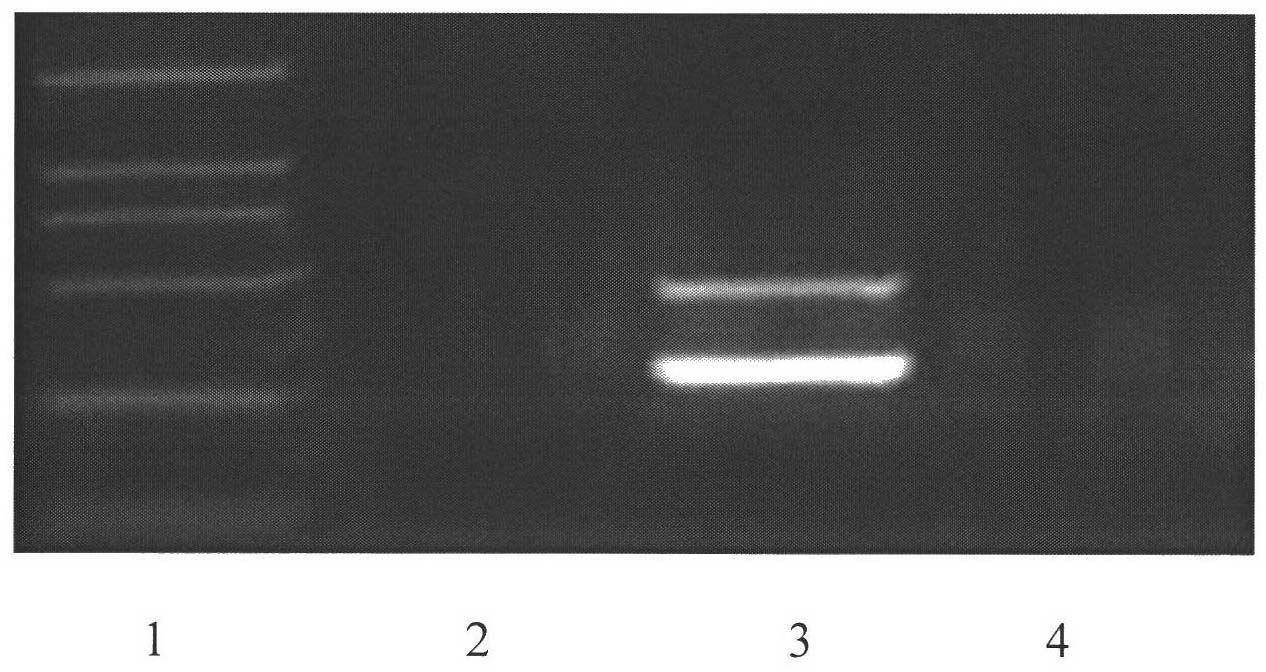Method for rapid detection of listeria monocytogenes with high sensitivity and kit thereof