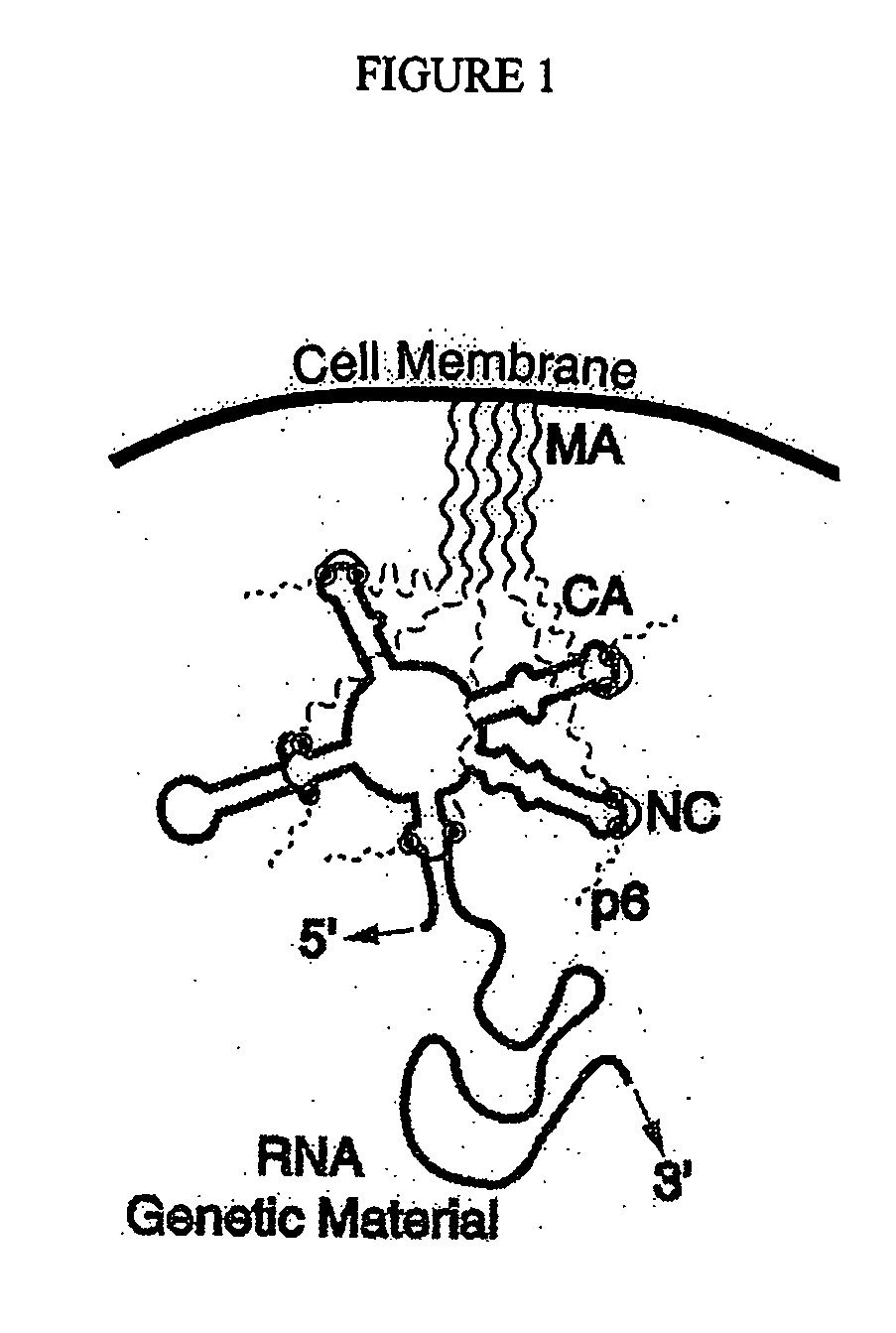 Branched and multi-chain nucleic acid switches for sensing and screening