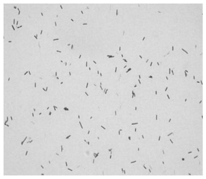 Weissella sinus with broad-spectrum antibacterial activity