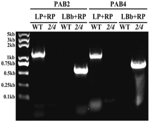 A method for increasing plant tolerance to NaCl by downregulating Pab2 and Pab4