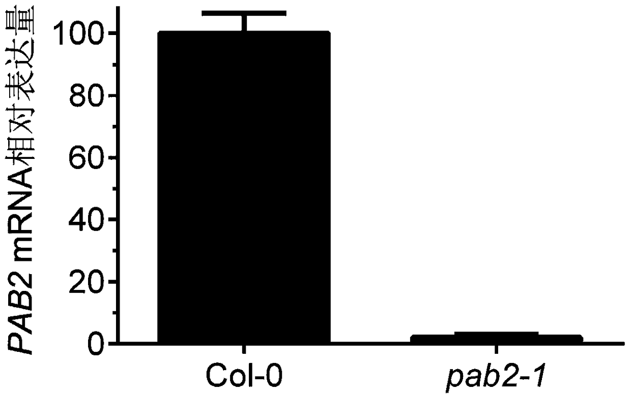 A method for increasing plant tolerance to NaCl by downregulating Pab2 and Pab4